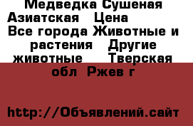 Медведка Сушеная Азиатская › Цена ­ 1 400 - Все города Животные и растения » Другие животные   . Тверская обл.,Ржев г.